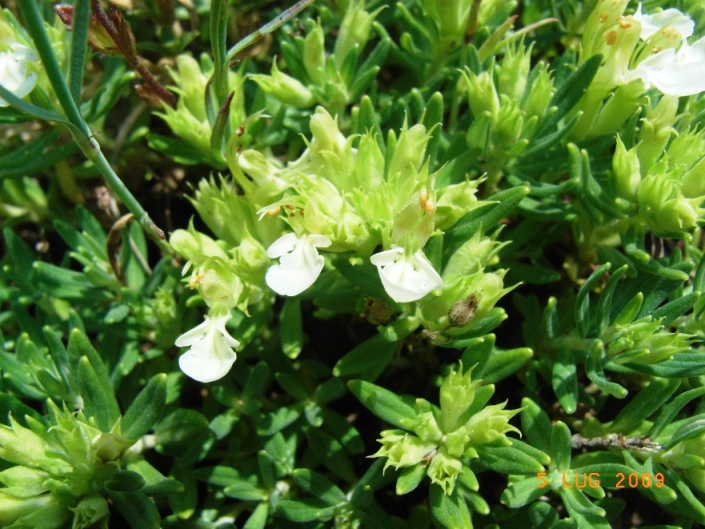 Teucrium montanum